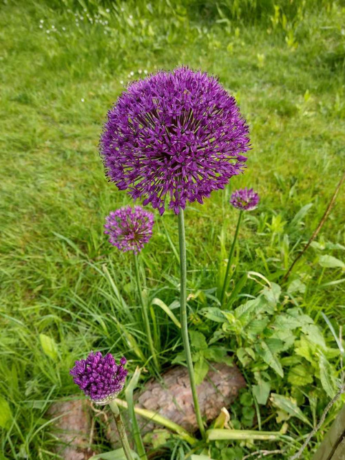 Алліум Purple Sensation (2 шт. в упаковці)